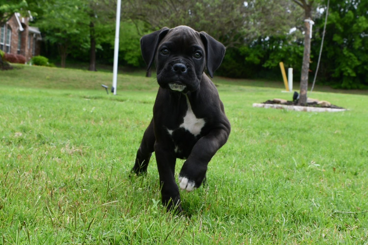 AKC Black Boxer Champion Boxer Puppy For Sale In Texas Boxer Breeder